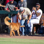 Lake_Elsinore_Storm_Dugout