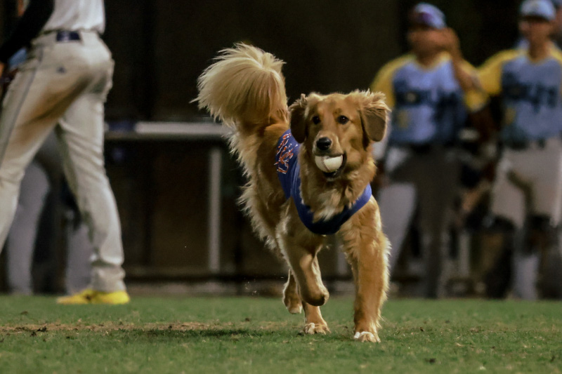 Omaha the Bat Dog with baseball in mouth