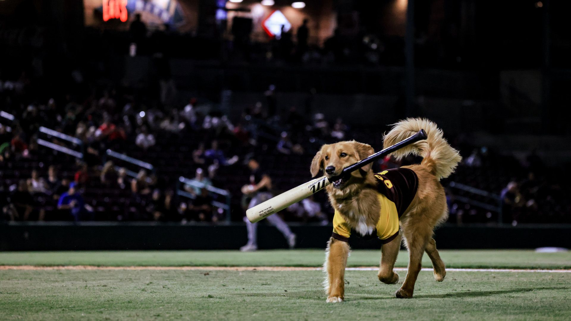 Omaha the Bat Dog Featured 3