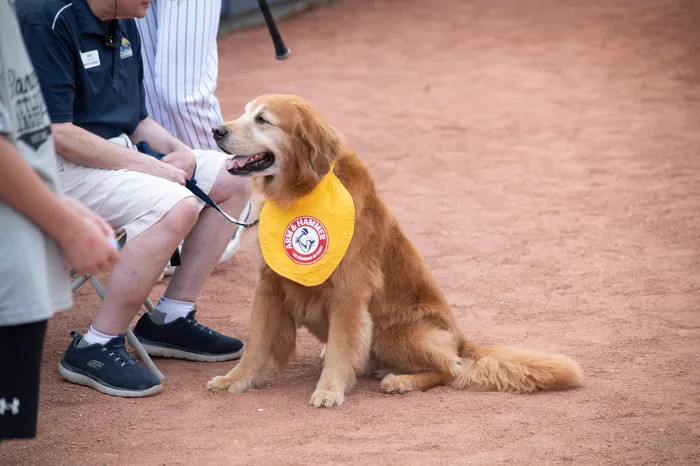 Rookie the Bat Dog