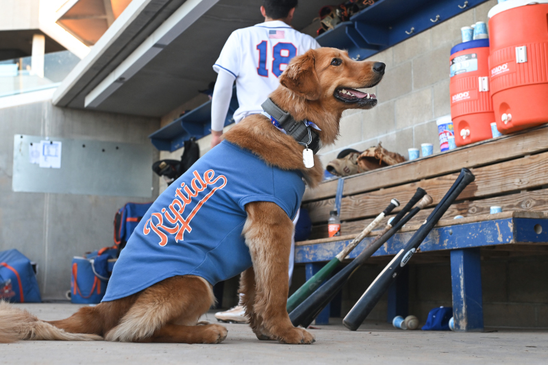 Omaha the Bat Dog waits impatiently for her dad to bring out the flying discs ahead of an OC Riptide game.