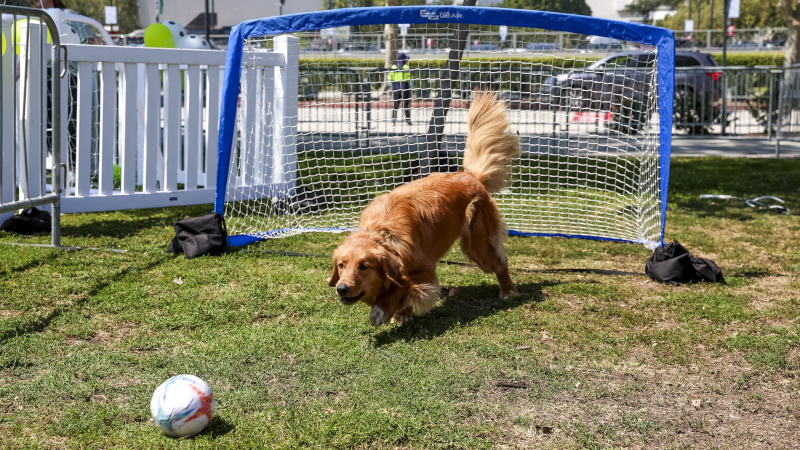 Angel City FC Fan Fest
